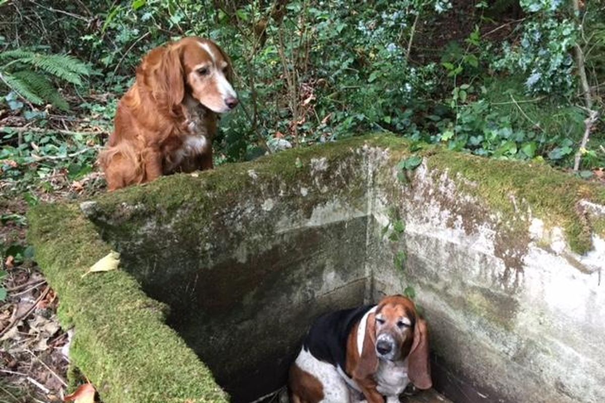 In this Tuesday, Sept. 15, 2015, photo provided by Amy Carey, of Vashon Island Pet Protectors, a setter mix named Tillie, left, watches over Phoebe, a basset hound who was trapped after falling into the cistern nearly a week earlier before being rescued by searchers on Vashon Island, Wash. (Amy Carey / AP)