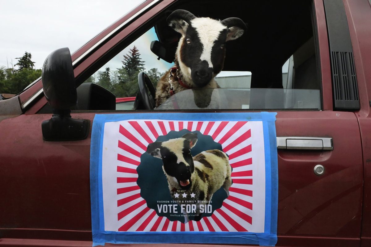 Sid Yarkin of Sun Island Farm takes his campaign on the road to become honorary mayor of Vashon Island. The Jacob sheep runs a truly grassroots campaign. He supports Vashon Youth & Family Services.  (Alan Berner/Seattle Times)