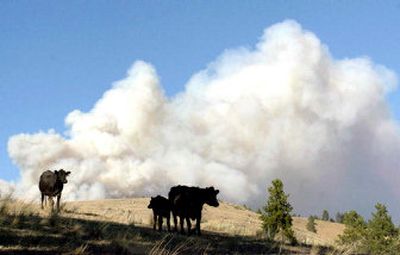 
Cattle from a ranch in the Eight Mile Creek area near Florence, Mont., come out of the woods in front of a plume of smoke from a nearby forest fire Tuesday.  
 (Associated Press / The Spokesman-Review)