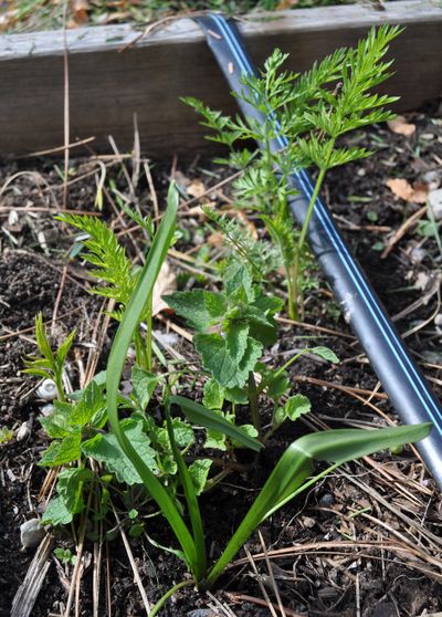 Carrots need to be thinned early and kept weed-free. Pulling these weeds will help the carrot grow a good root.