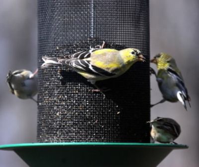  (Dean Fosdick / AP file photo)