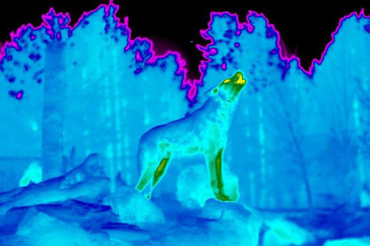 A captive wolf howls in this thermal image from the Grizzly and Wolf Discovery Center in West Yellowstone, Mont. USGS scientists are examining thermal imagery to assess impacts of sarcoptic mange on the survival, reproduction and social behavior of wolves.
