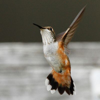 Female rufous hummingbird. (Ron Smith)