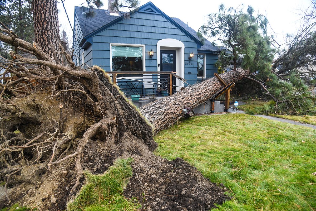 In this Jan. 19, 2021 photo, a toppled tree rests close to a house on the corner of Alice Avenue and Columbia Circle after the windstorm on Wednesday, Jan, 13, 2021.  (DAN PELLE/THE SPOKESMAN-REVIEW)