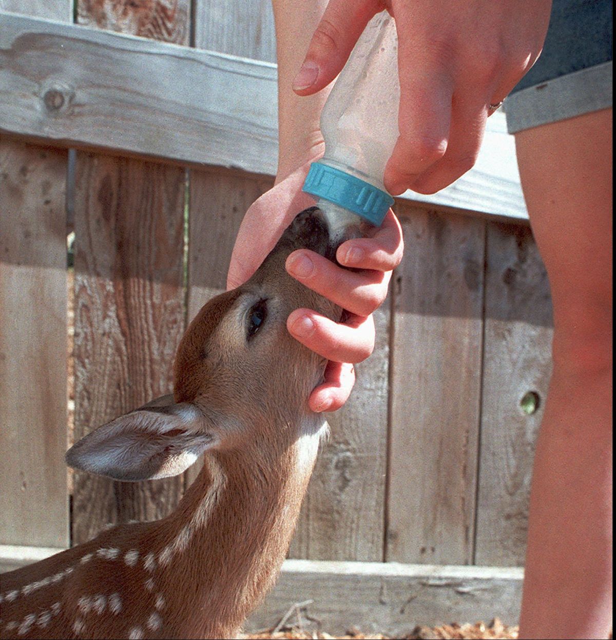 A Columbian white-tailed fawn received a bottle of formula at a deer sanctuary north of Roseburg, Ore., in this 1998 photo. The fawn was rescued from the womb of its mother after she was hit by a car. Every animal counts in the recovery of an endangered species. (File Associated Press / The Spokesman-Review)