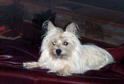 
Chloe is a 16-month-old Cairn Terrier who went missing seven weeks ago. The Stevensons are offering a reward for her return. Courtesy of Stevenson family
 (Courtesy of Stevenson family / The Spokesman-Review)