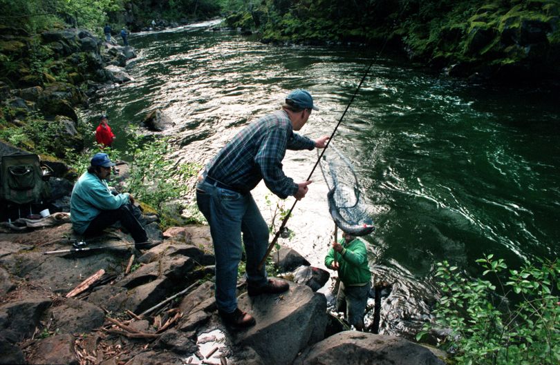 Salmon anglers on the Wind River, a Columbia River tributary in Skamania County, could have a whopping good time if forecasts hold true. (File)