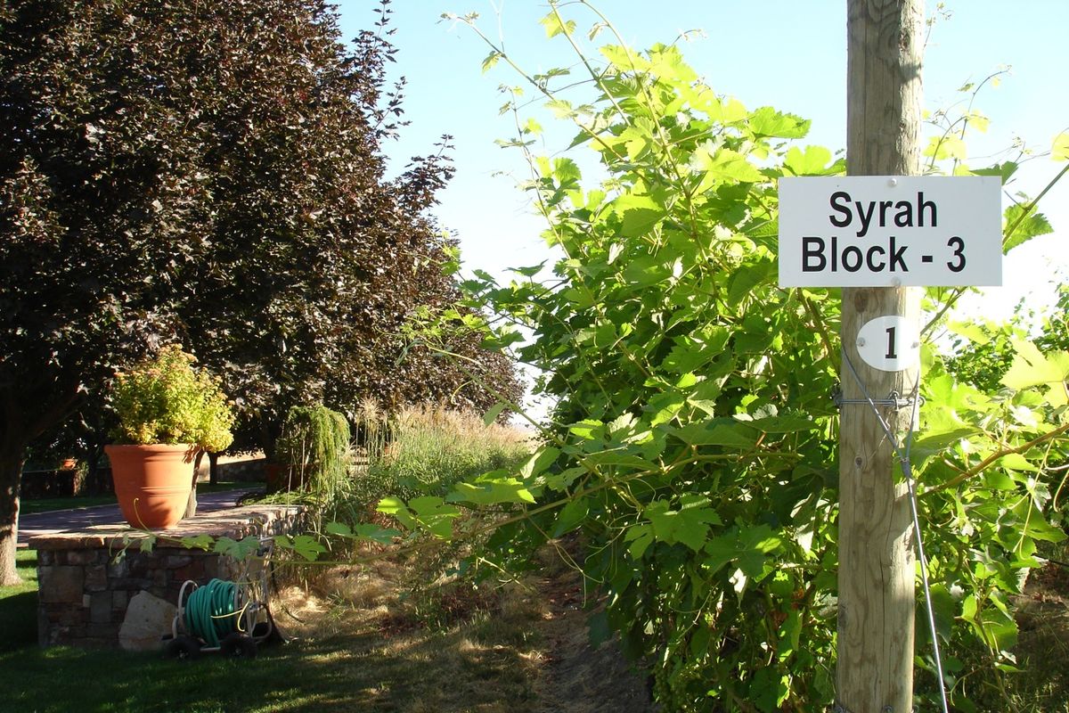Still ripening Syrah grapes at Walla Walla