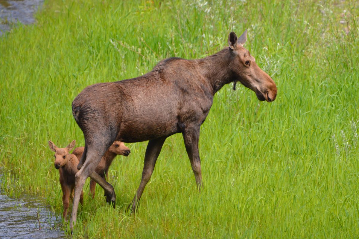 A cow moose tends to its newborn twins in Ferry County, Washington. 
 (J. Foster Fanning)