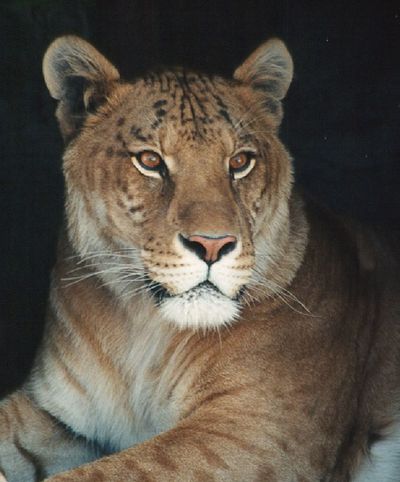 Kimber the liger, of Cat Tales, died Sept. 1.  Cat Tales (Margaret Hunter Cat Tales / The Spokesman-Review)