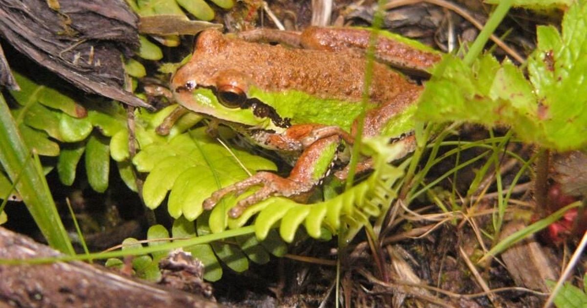 Gardening: Take the opportunity to observe and enjoy the garden creatures