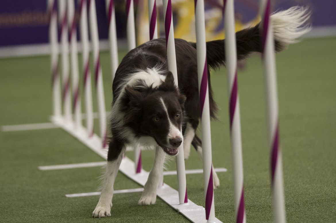 As Westminster Dog Show kicks off, Washington competition judge shares