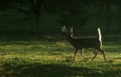 This four-point whitetail buck (brow tines are not visible in this photo) might be in its first year of eligibility to be taken by hunters if a proposal for a four-point minimum restriction is adopted for whitetail bucks in northeastern Washington next year. (File Associated Press / The Spokesman-Review)