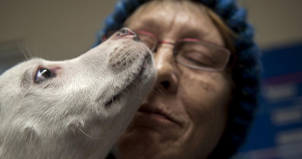 Lowcost vet clinic at Union Gospel Mission keeps animals healthy and