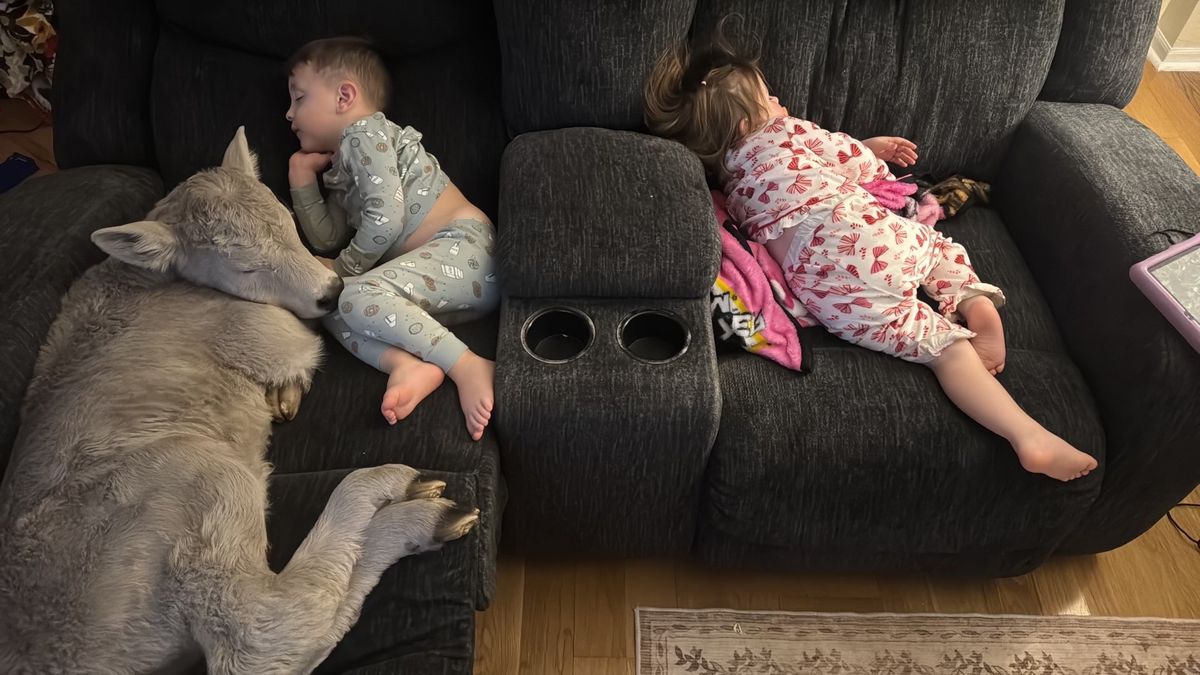 Sally the calf cuddling on the couch with the Sorrell children.  (Courtesy of Macey Sorrell)