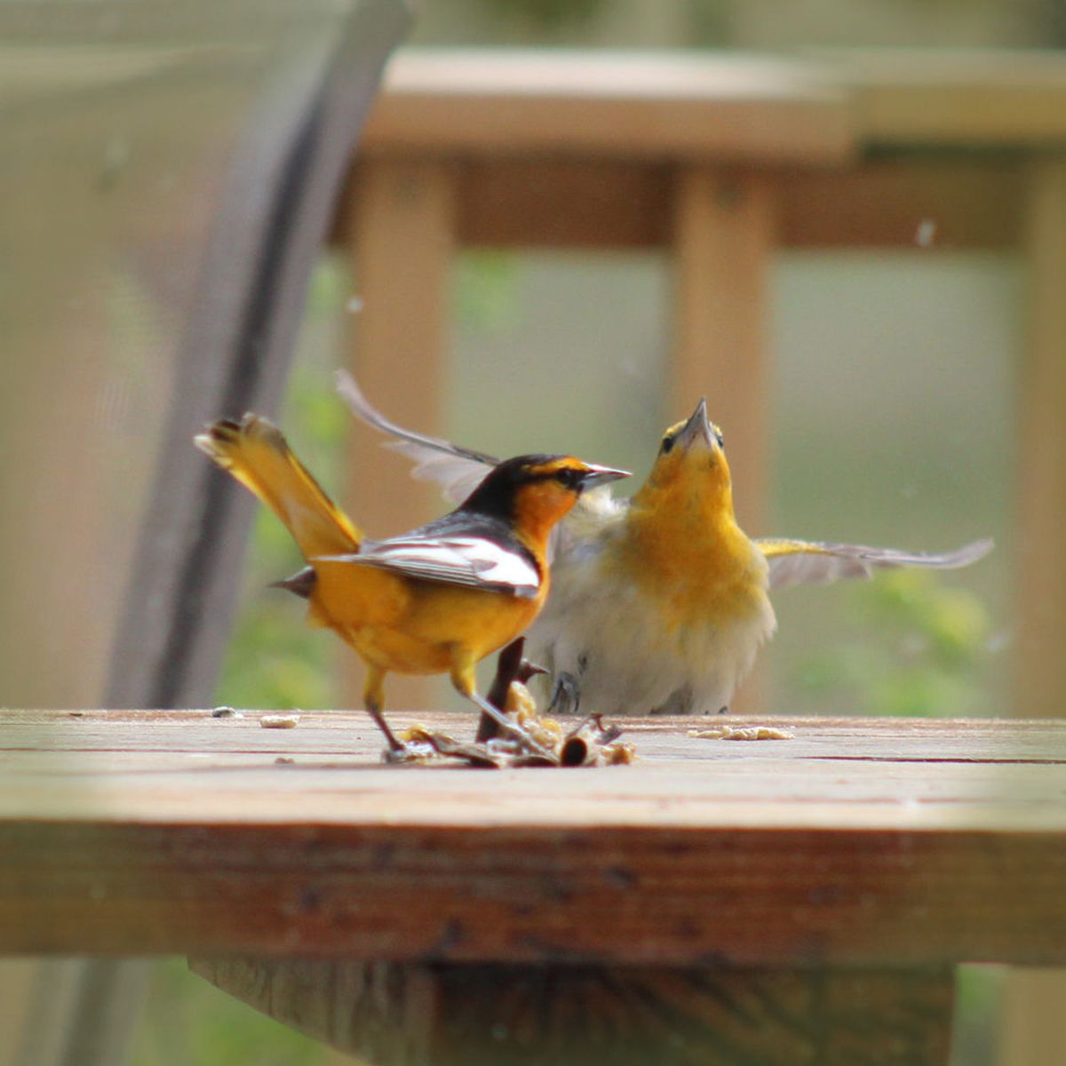 About three years ago a pair of Bullock’s orioles showed up on the picnic table of Cherry Edwards, just off Seven Mile Road. (Cherry Edwards/courtesy)