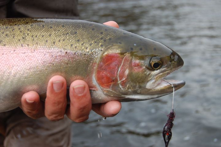 Good News-bad News: Older Steelhead Making Up Bulk Of Return To The ...