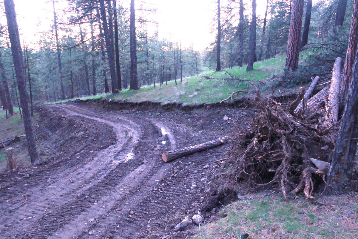 City parks issued permission to cut trees for golf course, but officials  say not for road cut across South Hill bluff