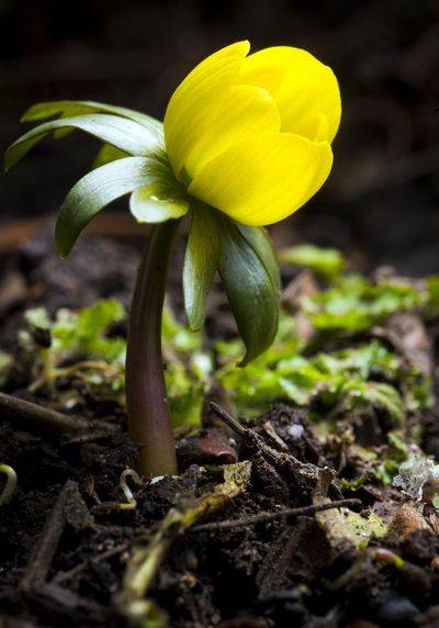 A winter aconite plant, one of the early spring flowers, blooms in a garden bed at a home on West 16th Avenue on Spokane’s South Hill on Monday, Feb 15, 2016. (Colin Mulvany / The Spokesman-Review)