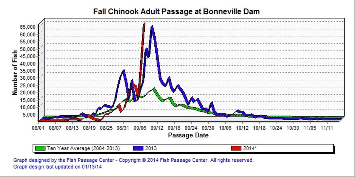 A record 67,024 fall chinook were counted swimming over Bonneville Dam on Sept. 7, 2014. (Fish Passage Center)