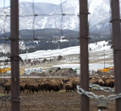 Bison are being kept in a pen inside Yellowstone National Park near Gardiner, Mont., on Thursday. (Associated Press)