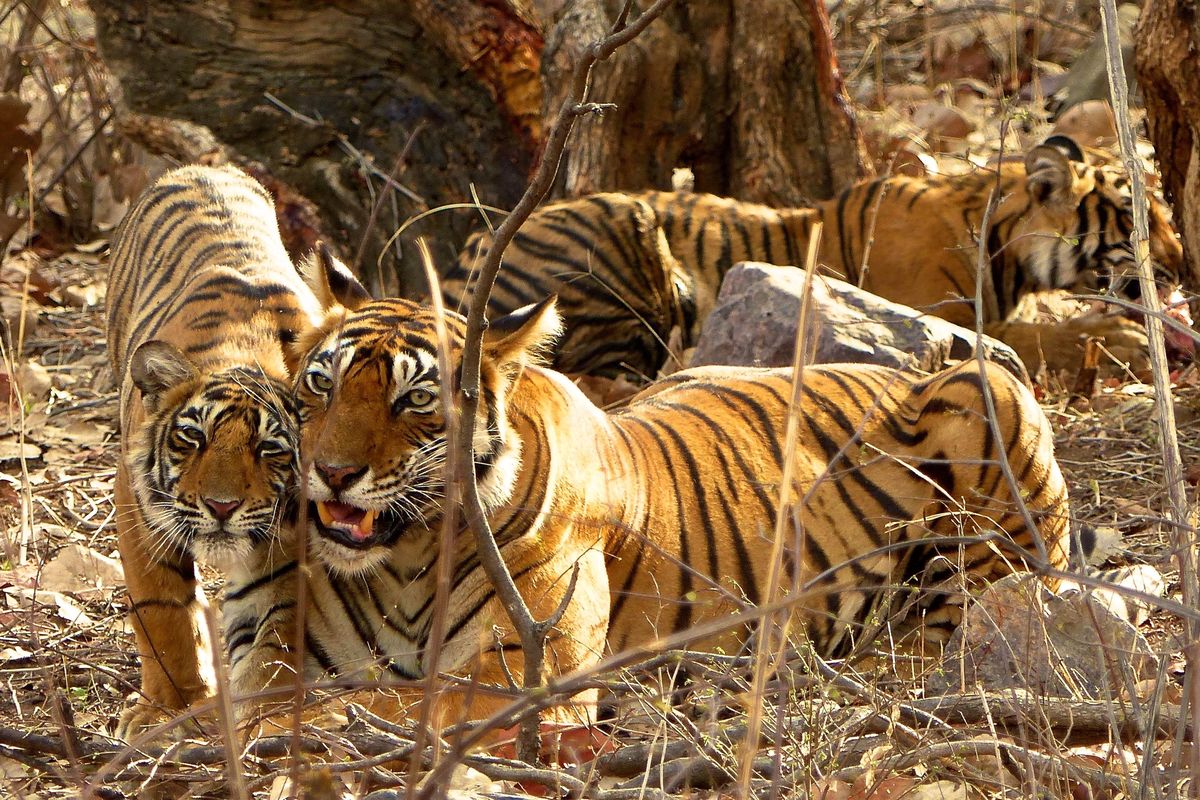In this May 11, 2017 photo, a female tiger at Ranthambore National Park in northern India gets some love from one of her three 1-year-old cubs after bringing down a spotted deer during the night for her family to eat. Wildlife sightings are opportunistic and require a certain degree of luckespecially for tigers in India. (Dean Fosdick / AP)