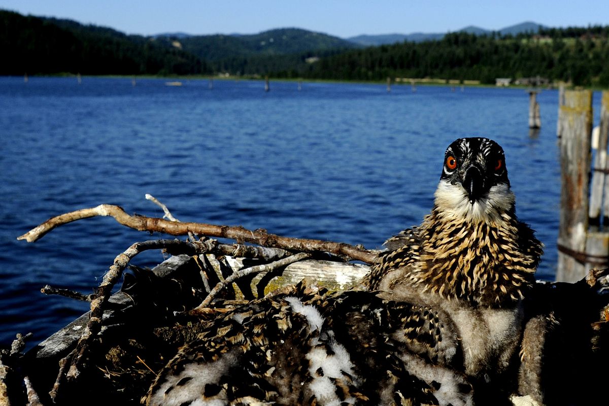A juvenile osprey nests above Lake Coeur d’Alene on July 13. North Idaho has the largest nesting population of ospreys in the West. (Kathy Plonka)