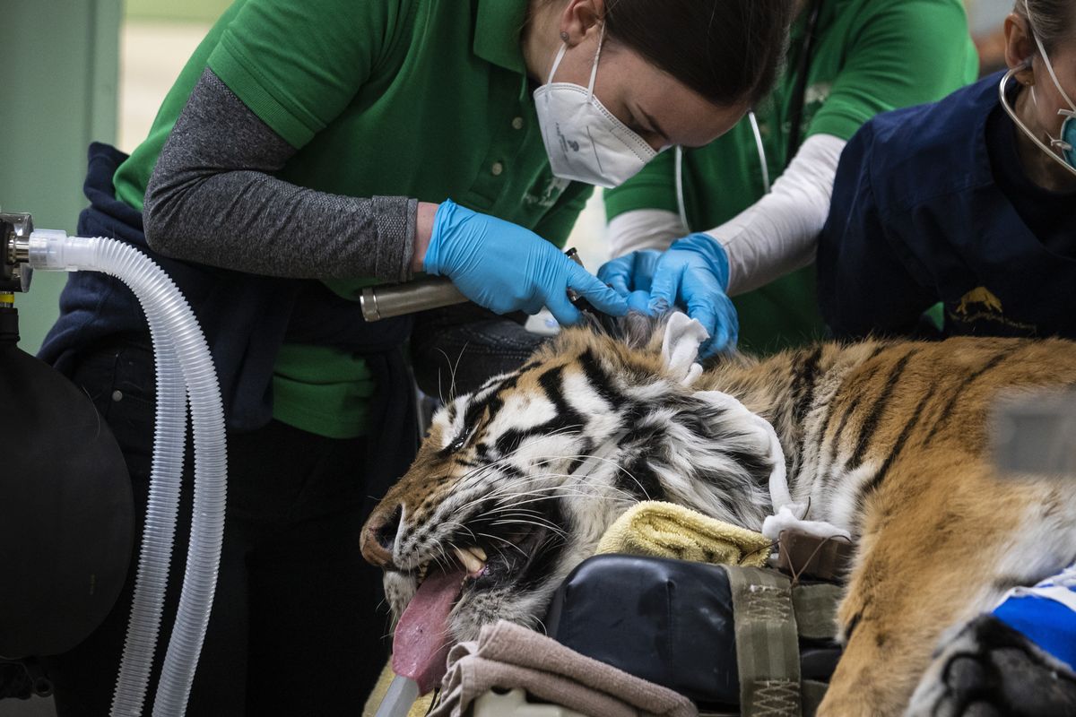 Veterinarians, technicians and staff prepare Malena, a 10-year-old endangered Amur tiger, for total hip replacement surgery at Brookfield Zoo, Wednesday, Jan. 27, 2021 in Brookfield, Ill. According to the CZS, the tiger has arthritis in her left hip and the surgery is believed to be the first time a full joint replacement will be attempted on a tiger in North America.  (Ashlee Rezin Garcia)