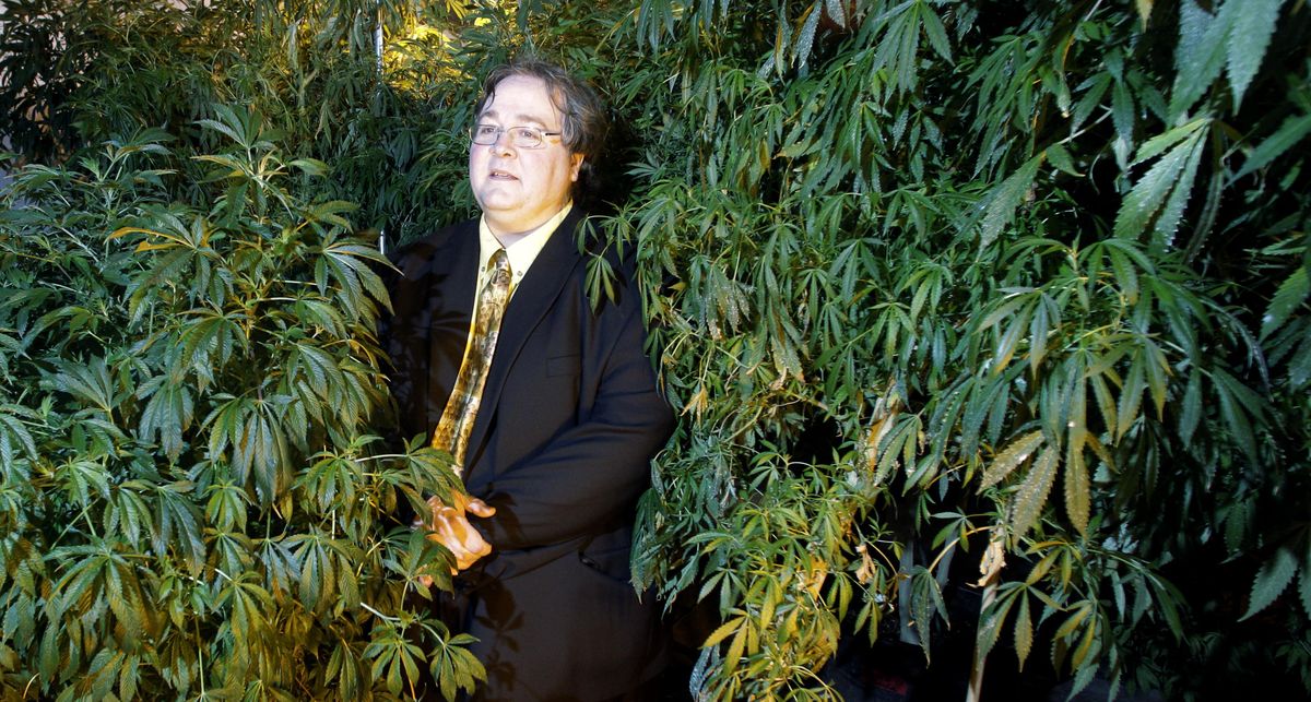 FILE - In this March 28, 2011 file photo, Paul Stanford stands between plants in his marijuana growing facility in Portland, Ore. A well-hyped effort to to legalize marijuana in Oregon has all but fizzled as proponents acknowledge they've been unable to raise raise money.  Wealthy donors who have bankrolled similar measures in Washington and Colorado have sat out the campaign in Oregon. (Rick Bowmer / Associated Press)