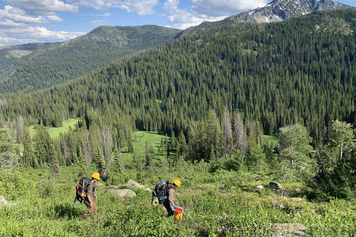 Members of the Idaho Conservation Corps hike into Rhonda Creek deep in the Selway Bitterroot Wilderness Area to work on trails. The Trump administration is laying off thousands of U.S. Forest Service employees.  (Courtesy of U.S. Forest Service )