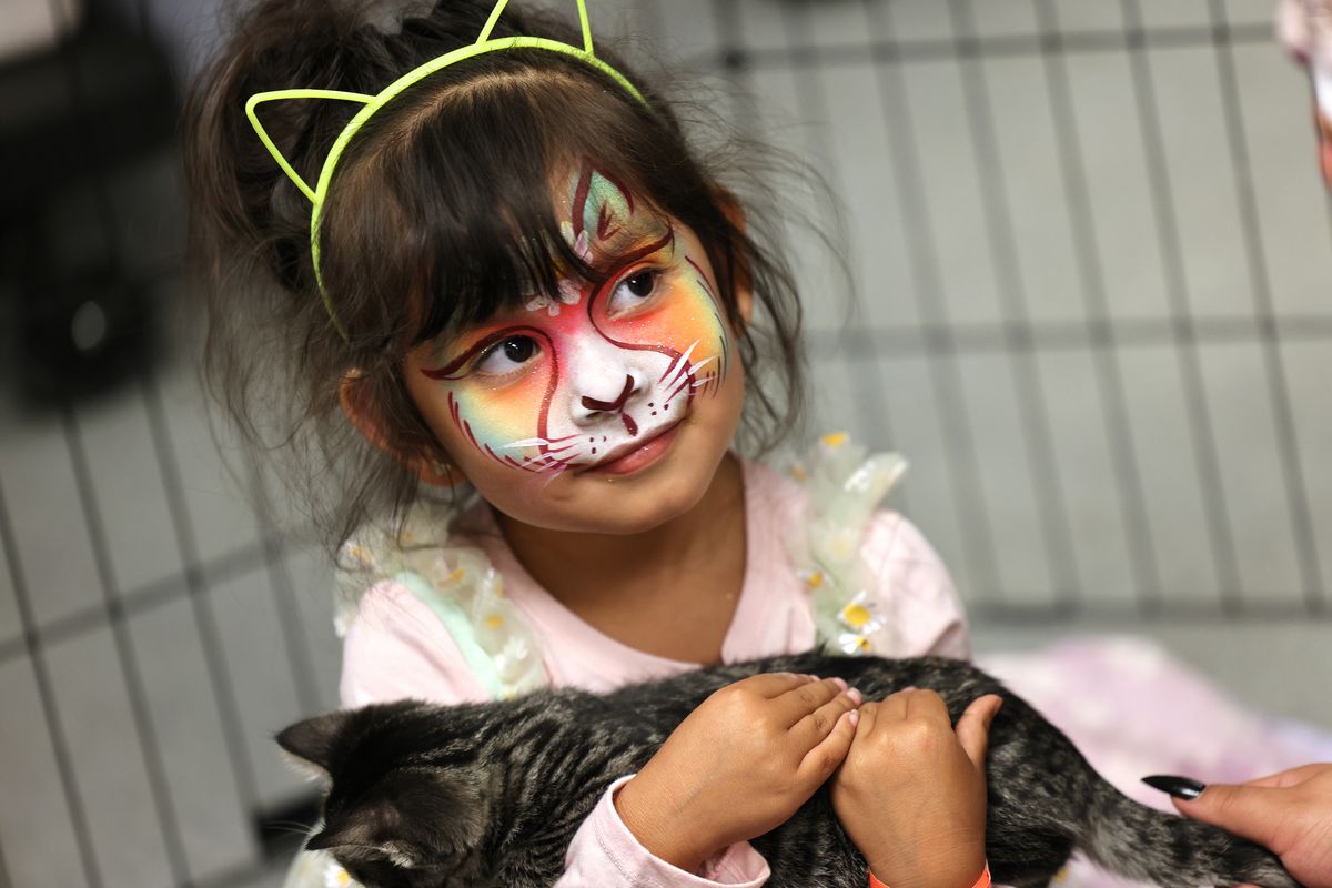 Esmerelda Ortega, age 3, from Kirkland, holds a 9 week old kitten that is up for adoption at the Seattle Humane booth at the Sea-Meow Convention at the Seattle Center Exhibition Hall on August 12, 2023. Her family has two cats at home and is thinking of getting a third. They appreciated getting information at the booth so they could donate supplies. (Karen Ducey/The Seattle Times/TNS)  (Karen Ducey)