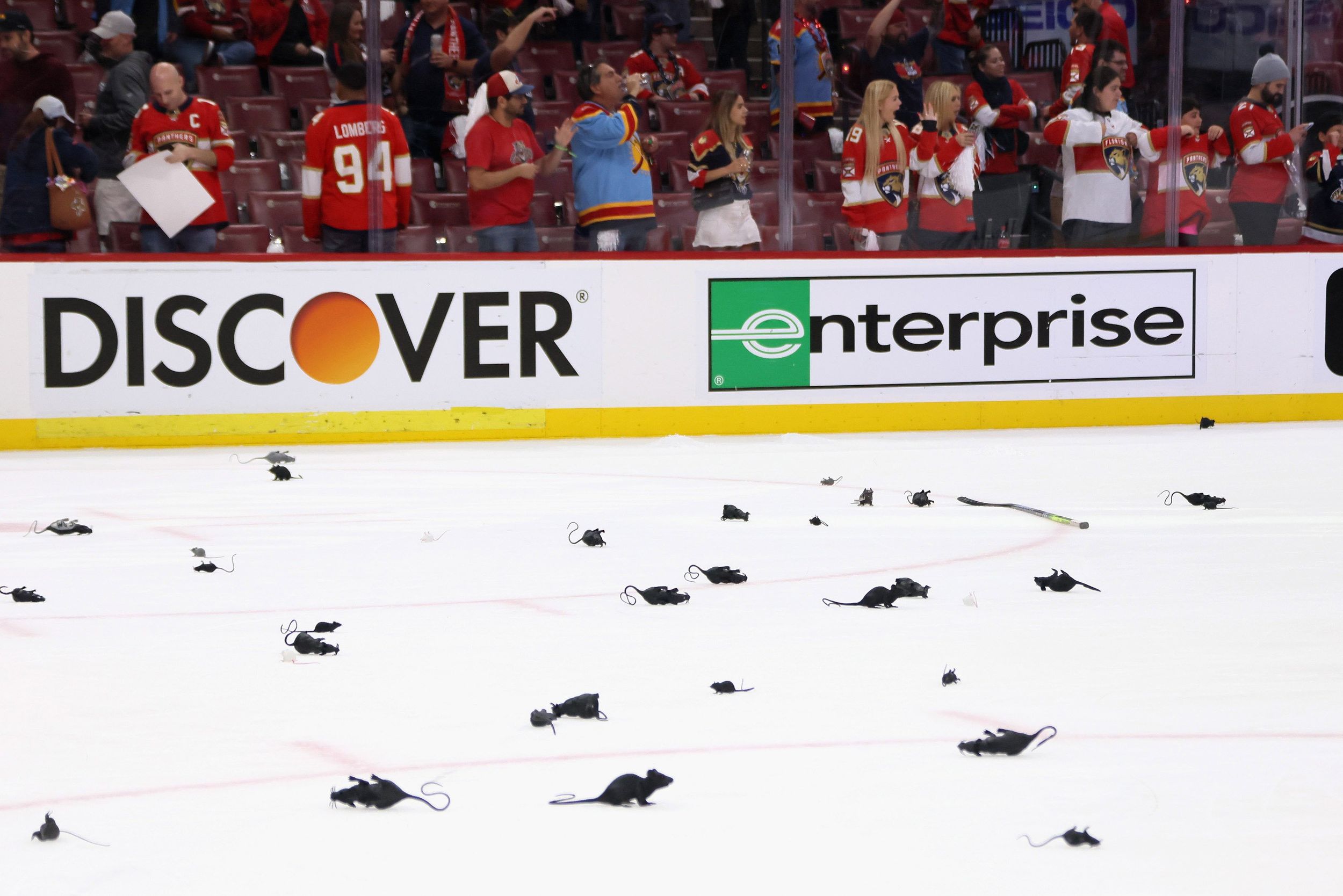 Why Panthers fans throw fake rats onto the ice after wins The