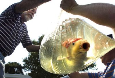 
Dan Olson, left, of Spokane, hands  one of his koi to Mat McCann, a koi breeder from New Jersey, on Friday during registration for  the seventh annual Koi and Goldfish Show, which runs today and Sunday at Riverfront Park. The longest koi checked in for the show measured 30 inches. Olson said his wife got him into the hobby in 2000. 