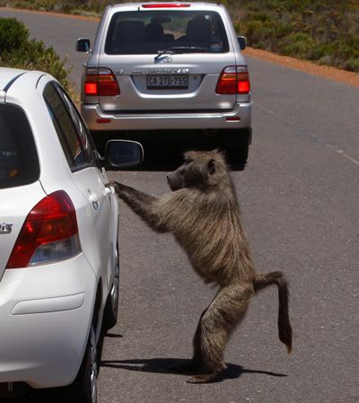 A baboon  attempts to open the door on the outskirts of Cape Town, South Africa, on Tuesday.  (Associated Press)