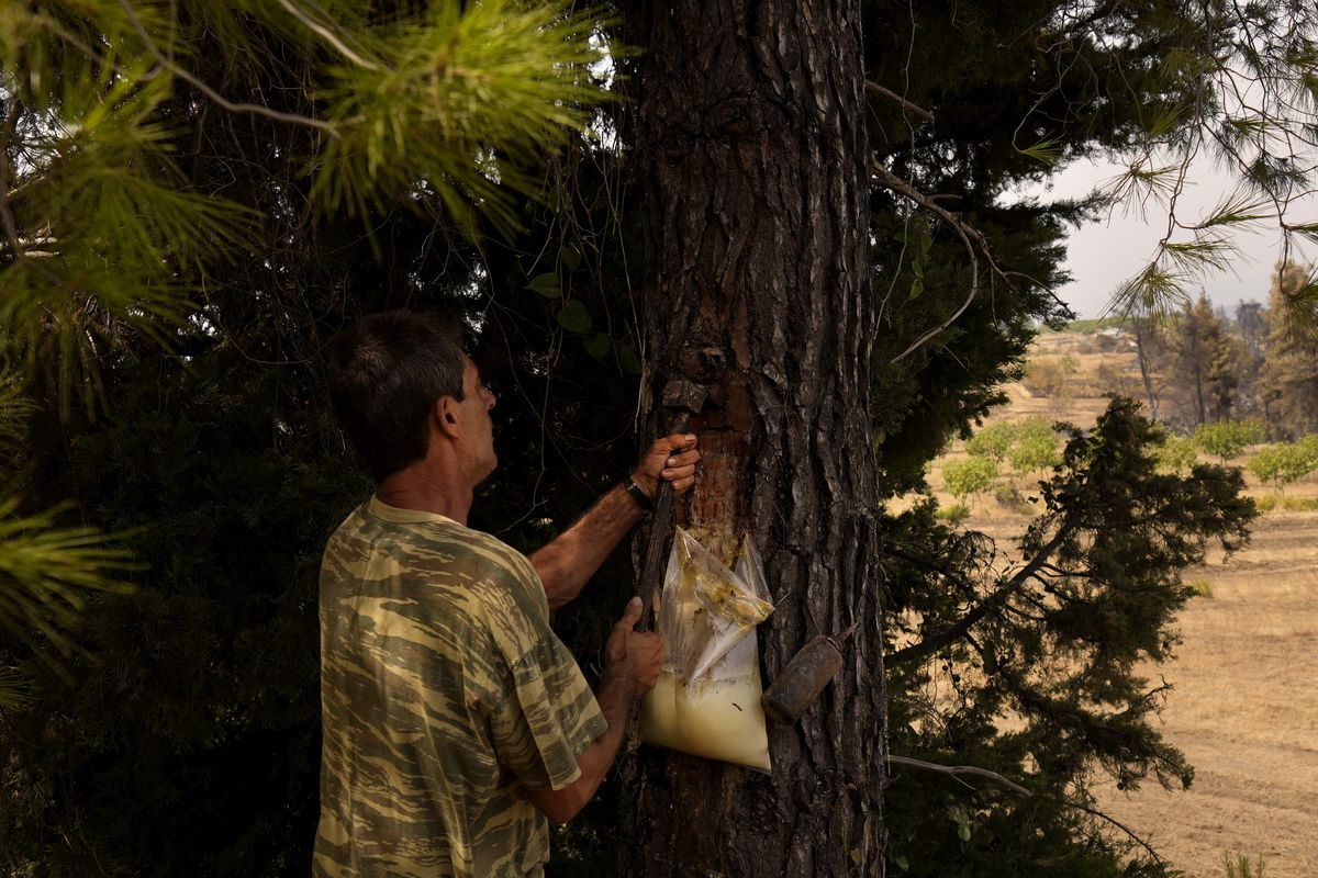 Christos Livas, 48, resin collector uses a tool on a pine tree in a pine forest near Agdines village on the island of Evia, about 185 kilometers (115 miles) north of Athens, Greece, Wednesday, Aug. 11, 2021. Residents in the north of the Greek island of Evia have made their living from the dense pine forests surrounding their villages for generations. Tapping the pine trees for their resin has been a key source of income for hundreds of families. But hardly any forests are left after one of Greece’s most destructive single wildfires in decades rampaged across northern Evia for days.  (Petros Karadjias)