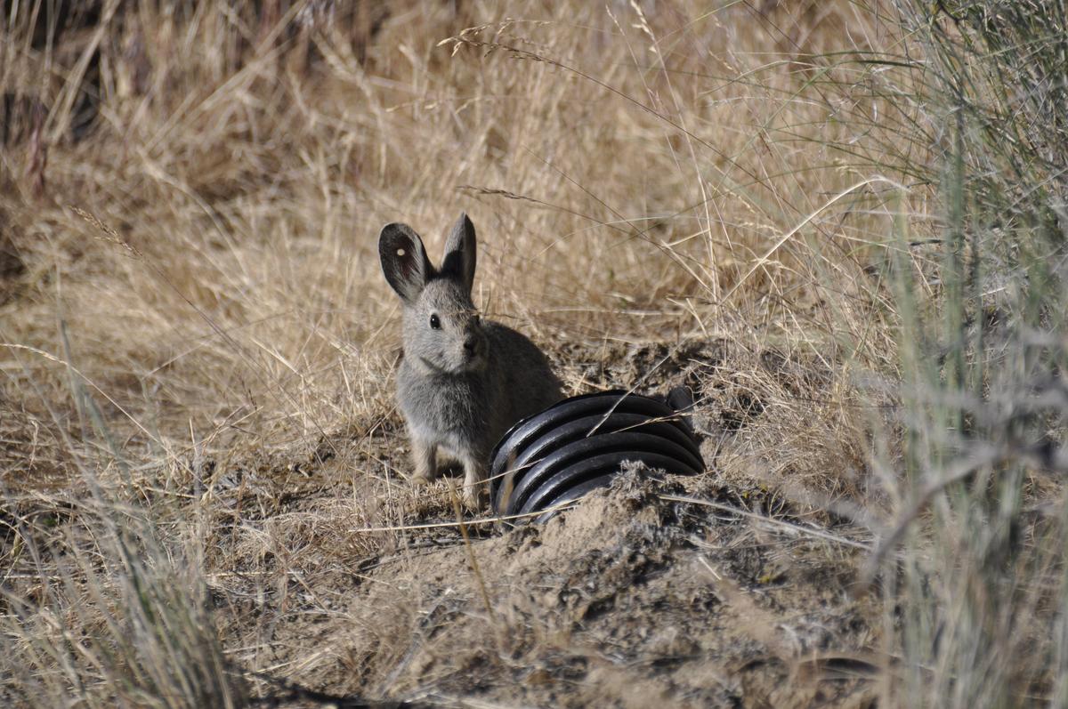 Pygmy rabbit survivors monitored after sageland fire rips through ...