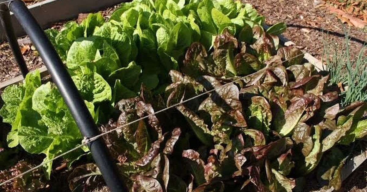 Gardening: Start planning for fall harvest now