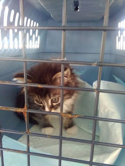 Kendall Yards kitten