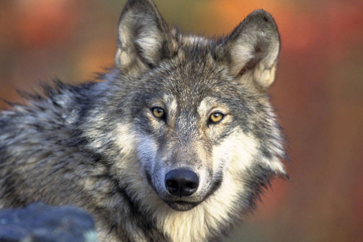 A gray wolf is shown in this 2008 photo provided by U.S. Fish and Wildlife. (Associated Press)