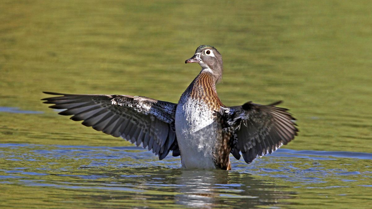 Reader photo: Wood duck sighting at Cannon Park | The Spokesman-Review