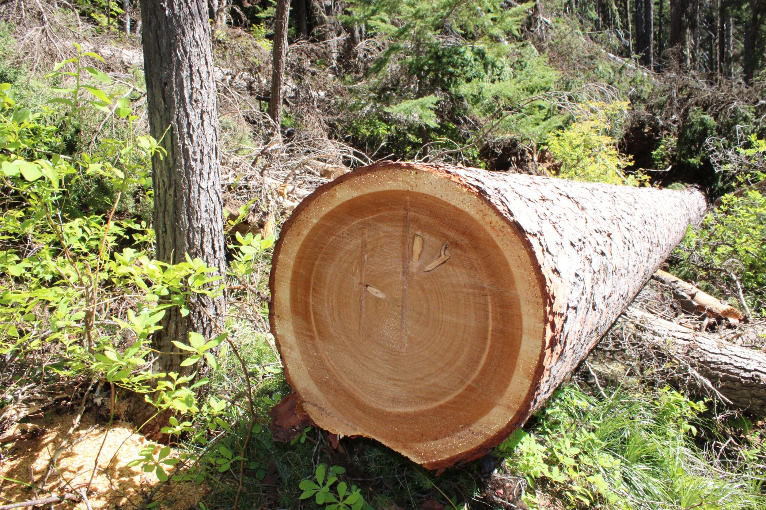 12 hours and 115 trees: Friends clear North Idaho's Revett Lake