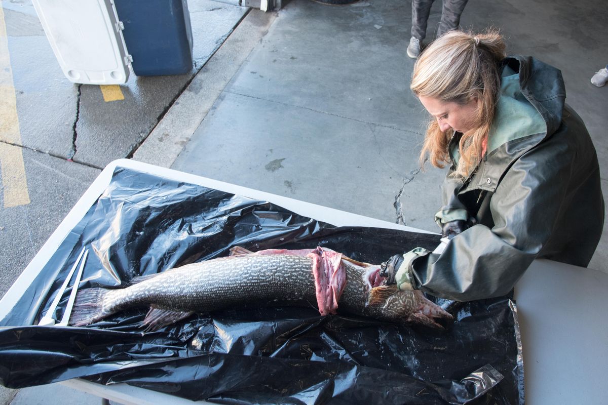 Tamara Knudson removes the otolith from a massive Northern Pike the Spokane Tribe caught in Lake Roosevelt during the week of Nov. 5, 2018. The pike was 45 inches long and weighed 27.5 pounds. The otolith, a small bone in the fish