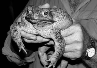 
 Graeme Sawyer holds a 15-inch-long cane toad near Darwin, Australia, on Monday. Weighing nearly 2 pounds, the toad is among the largest specimens captured in Australia. 
 (Associated Press / The Spokesman-Review)