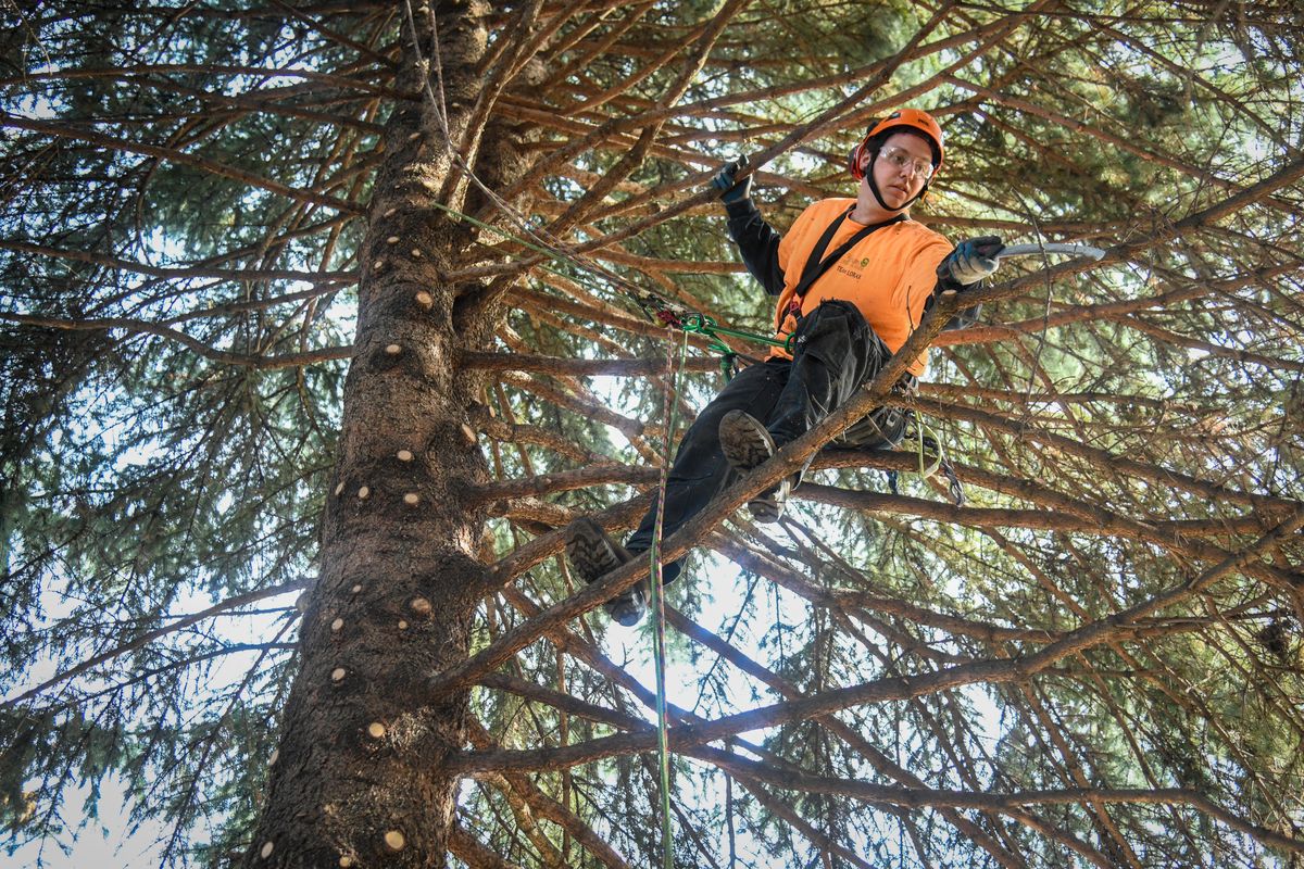 City of Spokane Urban Forestry arborist Lars Erpenbach crown cleans a spruce tree, Thursday, April 4, 2019 at Wildhorse Park in Spokane, Wash. (Dan Pelle / The Spokesman-Review)