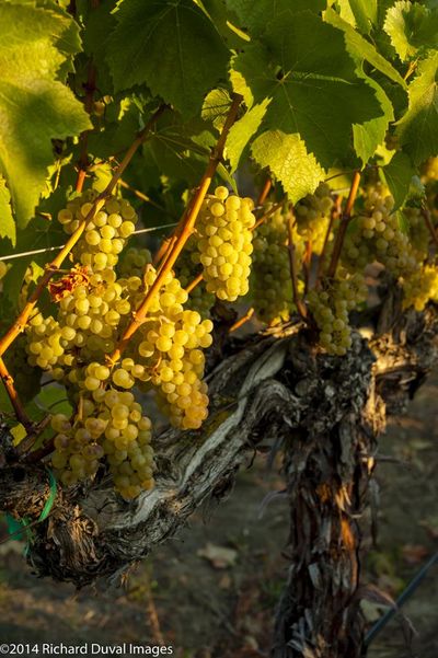 Chardonnay started to become a part of the Washington wine industry landscape in 1965 when the first commercial plantings were established in 1965 near Sunnyside. (Richard Duval Images)