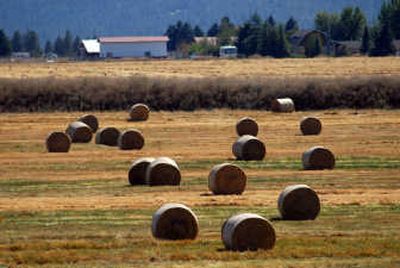 
This Rathdrum Prairie farm has been converted from grass-seed acreage to hay. 
 (Jesse Tinsley / The Spokesman-Review)