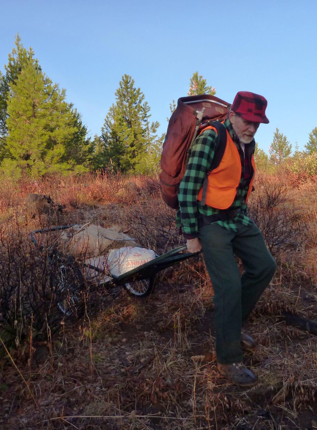 After boning out a spike elk with his hunting partner in the Blue Mountains, Jim Kujala gets ready to haul out the meat in four bags along with the skin and the spike antlers on a game cart.  After going a short way cross-country, Kujala was able to pull the cart on old logging roads closed to motor vehicle traffic about 2 miles to a main road near his camp. (Rich Landers / The Spokesman-Review)