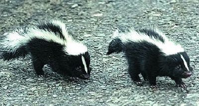 
Cute but not necessarily welcome, skunks and other wild creatures often end up dead after being lured into neighborhoods by food.
 (File / The Spokesman-Review)