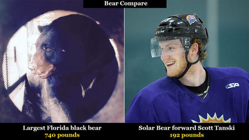 Florida black bear could smother the state's hockey standouts.