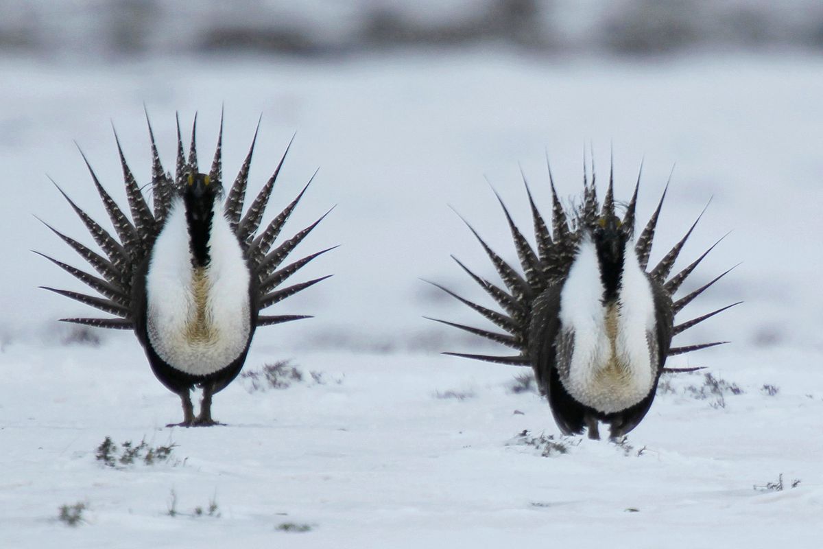 Male Greater Sage Grouse perform their mating ritual in 2013 on a lake near Walden, Colo. (David Zalubowski)